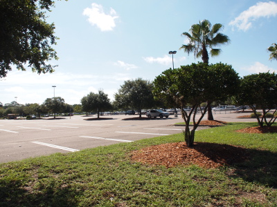 [The web is no longer visible due to the sunlight. Leaves on the tree on the left are now visible. The car in the distance is now quite small.]